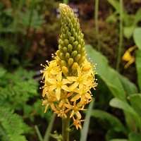 Bulbinella angustifolia 